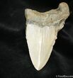 Dagger Like Inch Megalodon Tooth #1054-1